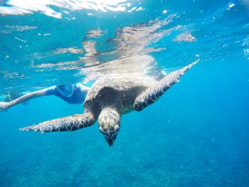 Man swimming with turtle in sea