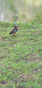 High angle view of bird in lake