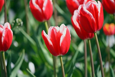 Close-up of red tulips blooming outdoors