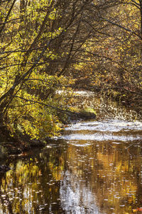 Scenic view of lake in forest during autumn
