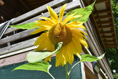 Close-up of yellow flowering plant