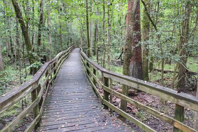 Footbridge amidst trees in forest