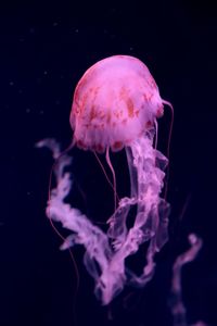 Jellyfish swimming in sea