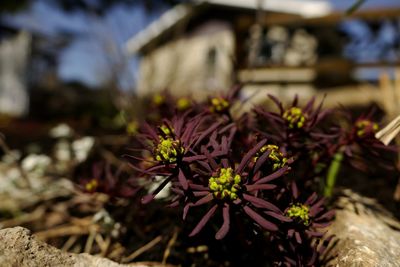 Close-up of plant against blurred background