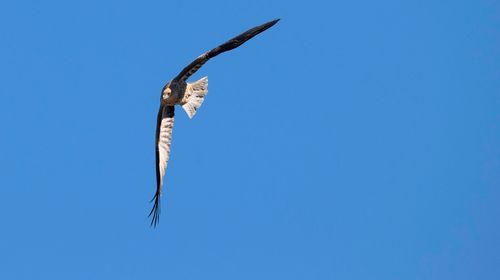 Low angle view of bird flying against blue sky