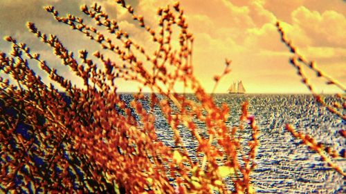 Close-up of plants at sunset