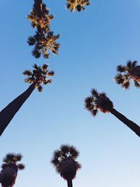 Low angle view of palm trees against clear blue sky