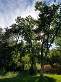 Trees in forest