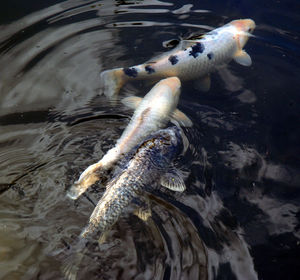 High angle view of fish swimming in water