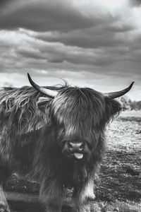 Horse in a field