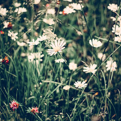 Close-up of white flowering plants on field