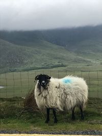 Sheep standing on field against sky during winter