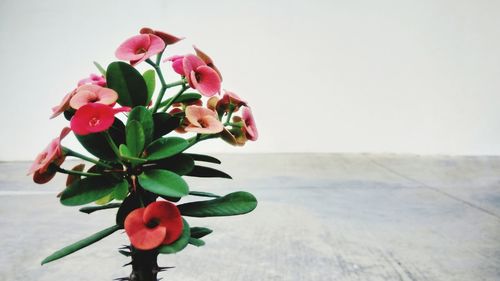 Close-up of pink flowering plant on table