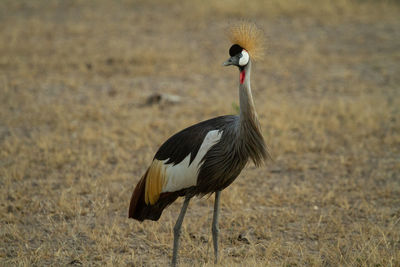 Grey crowned crane bird looking for predators 