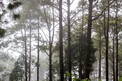 Low angle view of trees in forest