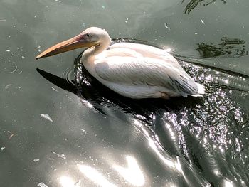 High angle view of duck swimming in lake