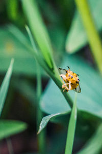 Close-up of insect on plant