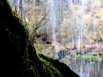Close-up of moss on tree trunk in forest