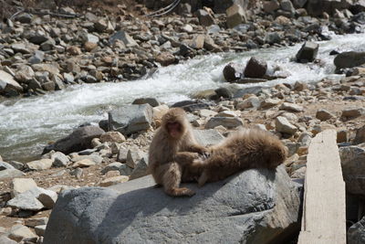 Monkeys on a rock