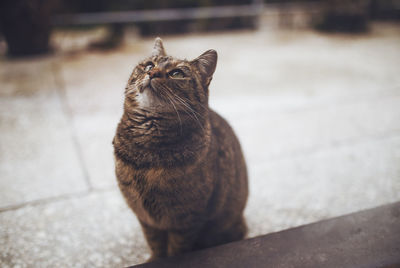 Close-up of cat looking up