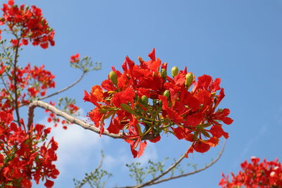 Low angle view of red flowering plant against sky