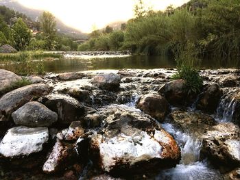 Scenic view of river flowing through rocks in forest