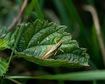 Close-up of green leaves on plant