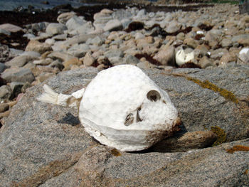 Close-up of crab on rock