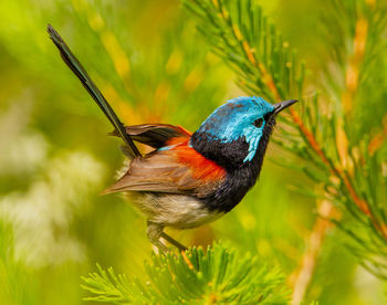 Close-up of bird perching on a plant