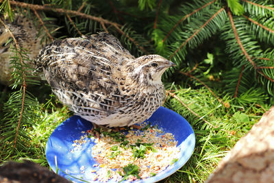 Close-up of bird eating plants