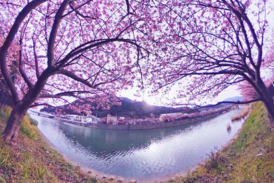 Scenic view of trees against sky