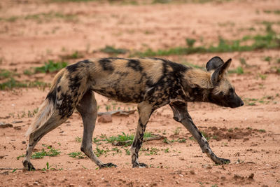 Side view of lion running on land