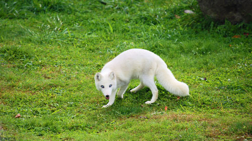 White dog on field