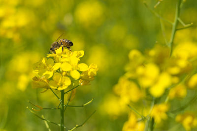 Close up shot of the bee collecting the nectar and pollen from the broccoli plant on a day 