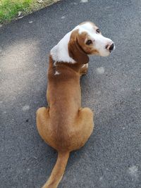 High angle view of a dog on road