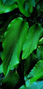 Full frame shot of green leaves