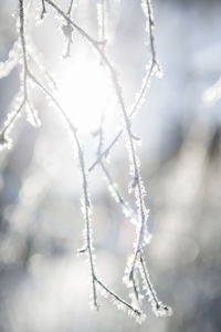 Close-up of frozen plant