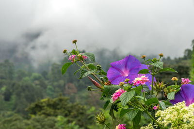 Close-up of pink flowering plant