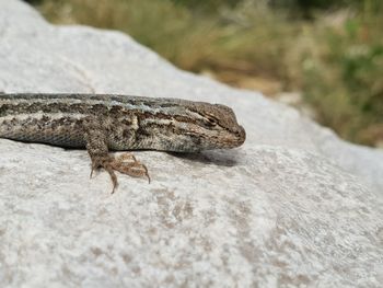 Close-up of lizard on rock