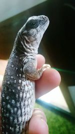 Close-up of hand holding lizard