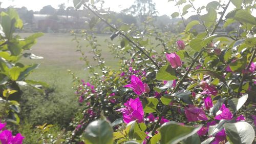 Close-up of pink flowers blooming in field