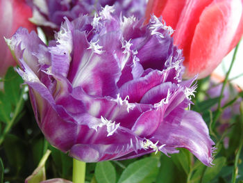 Close-up of pink flowers growing outdoors