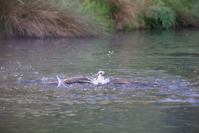 Ducks swimming in lake