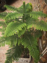 High angle view of fern leaves on tree