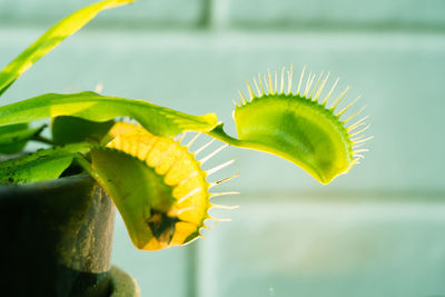 Close-up of yellow flower