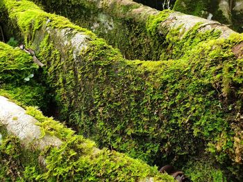 Moss covered rocks in forest