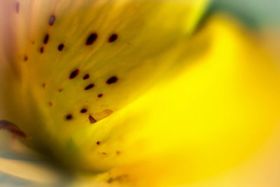 Macro shot of yellow flower pollen