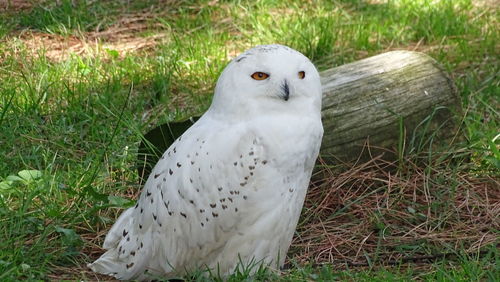 Portrait of white bird on field