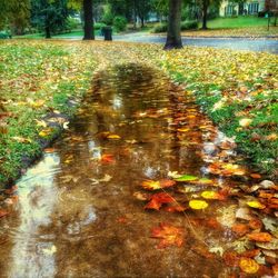 Autumn leaves in water