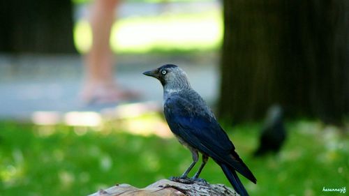 Close-up of bird perching on wall